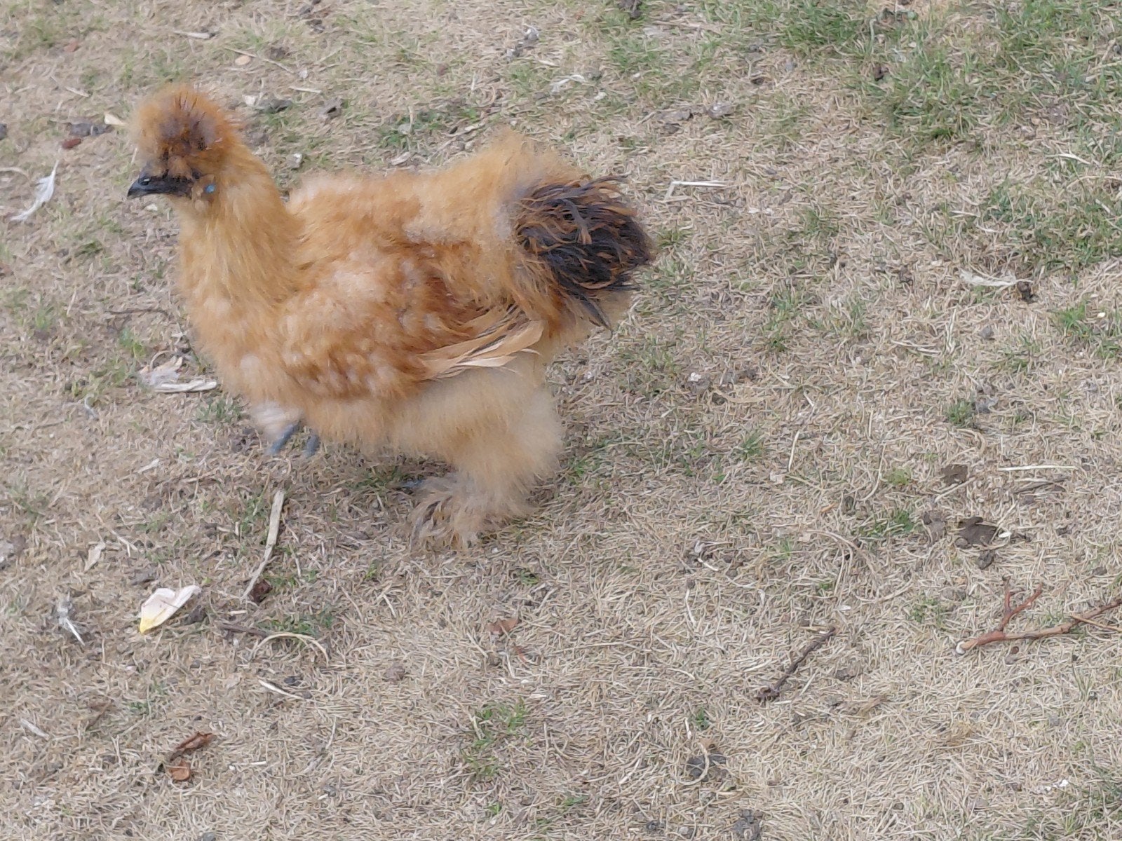 zijdehoender haantje / GEPLAATST 😁, Mâle, Poule ou poulet
