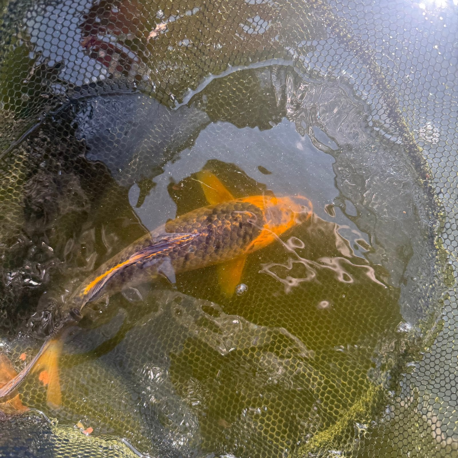 Koi vis goldfish