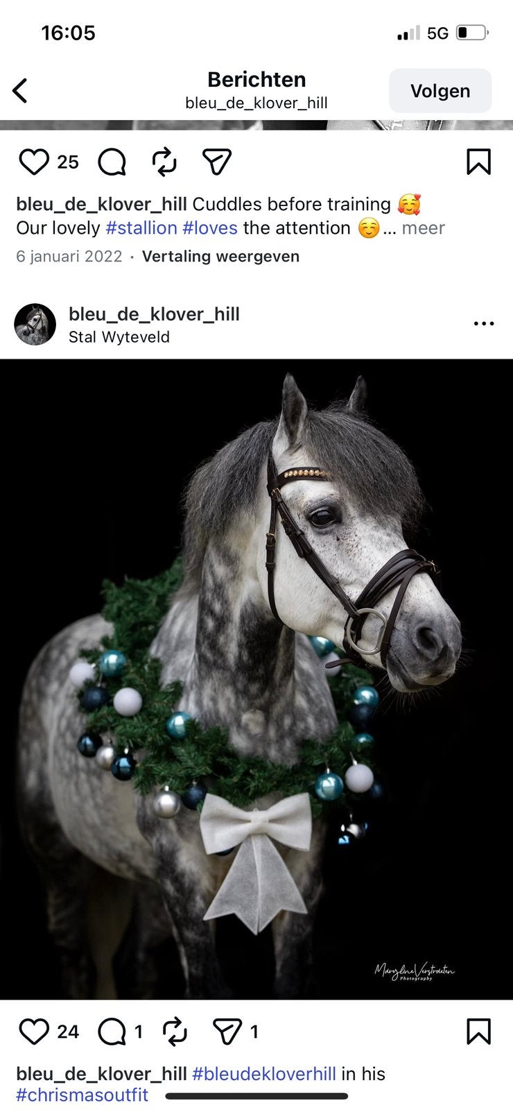 Veelzijdige D pony conemara hengst