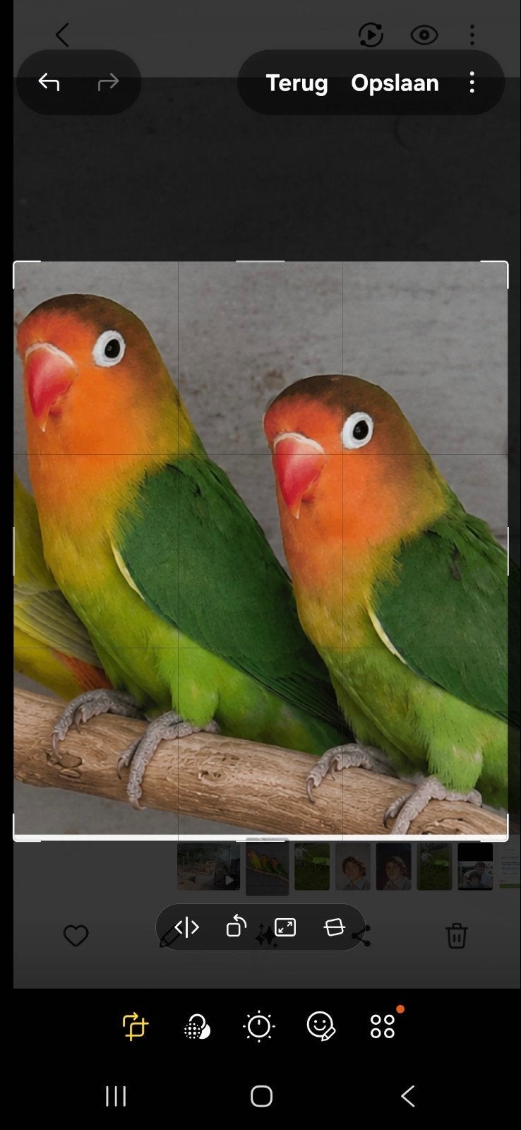 agapornis