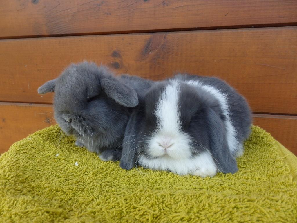 nhd, koppeltje., Dieren en Toebehoren, Konijnen, Dwerg, Meerdere dieren, 0 tot 2 jaar, Hangoor