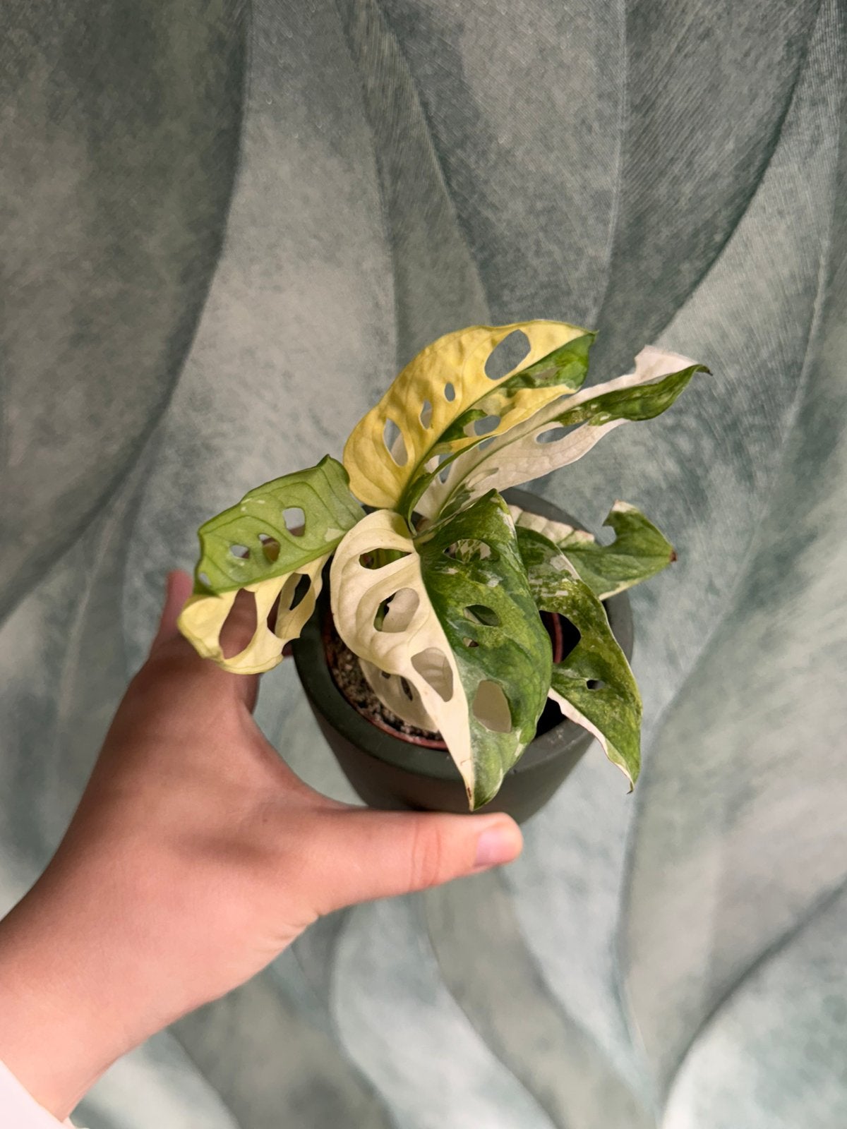 Monstera Adansonii Albo Variegata #1, Huis en Inrichting, Ophalen