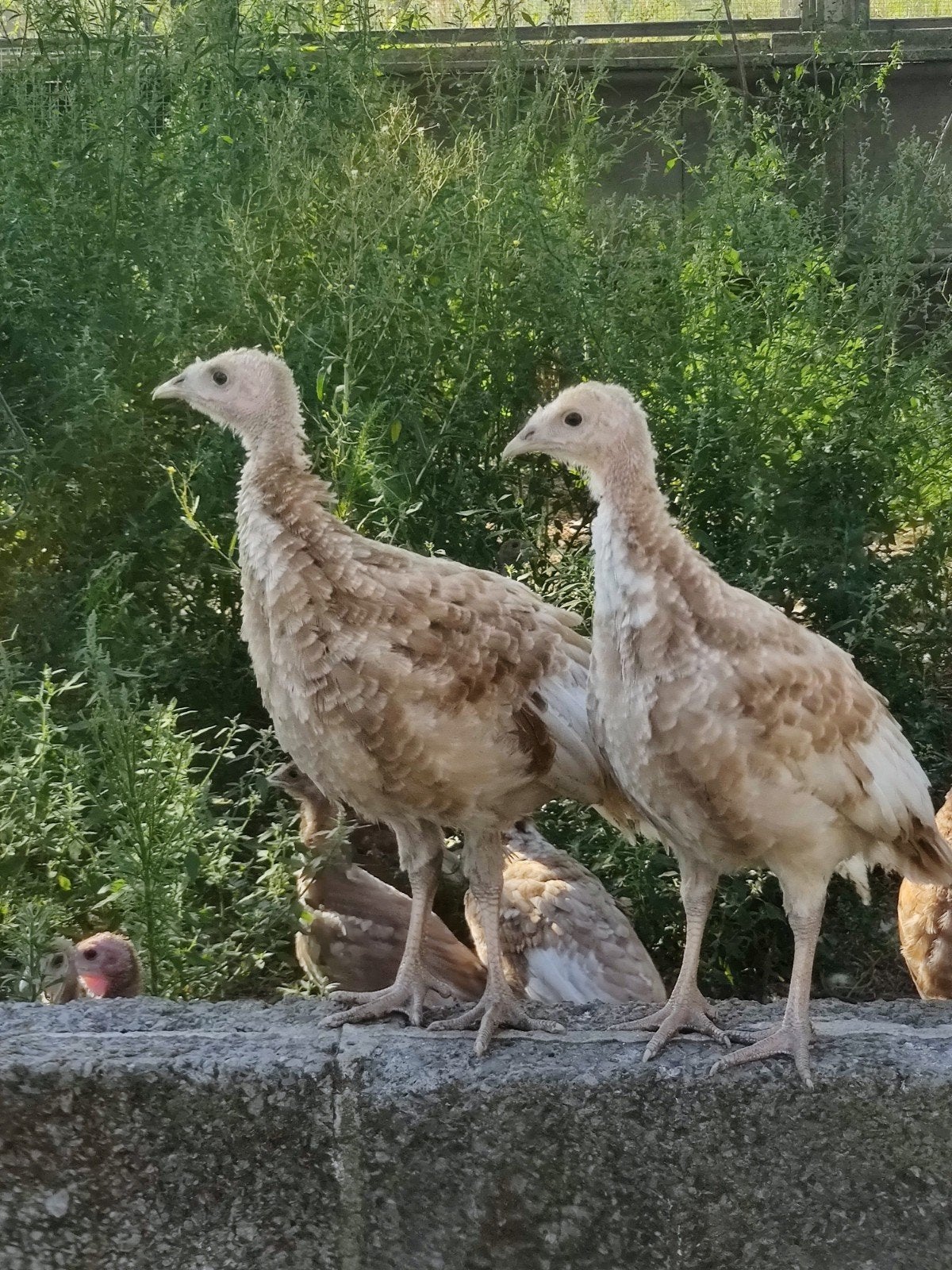 2 kalkoen hennen van 8 weken, Dieren en Toebehoren, Pluimvee, Vrouwelijk, Kalkoen