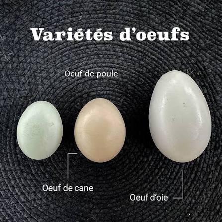 Recherches divers oeufs fecondés, Plusieurs animaux