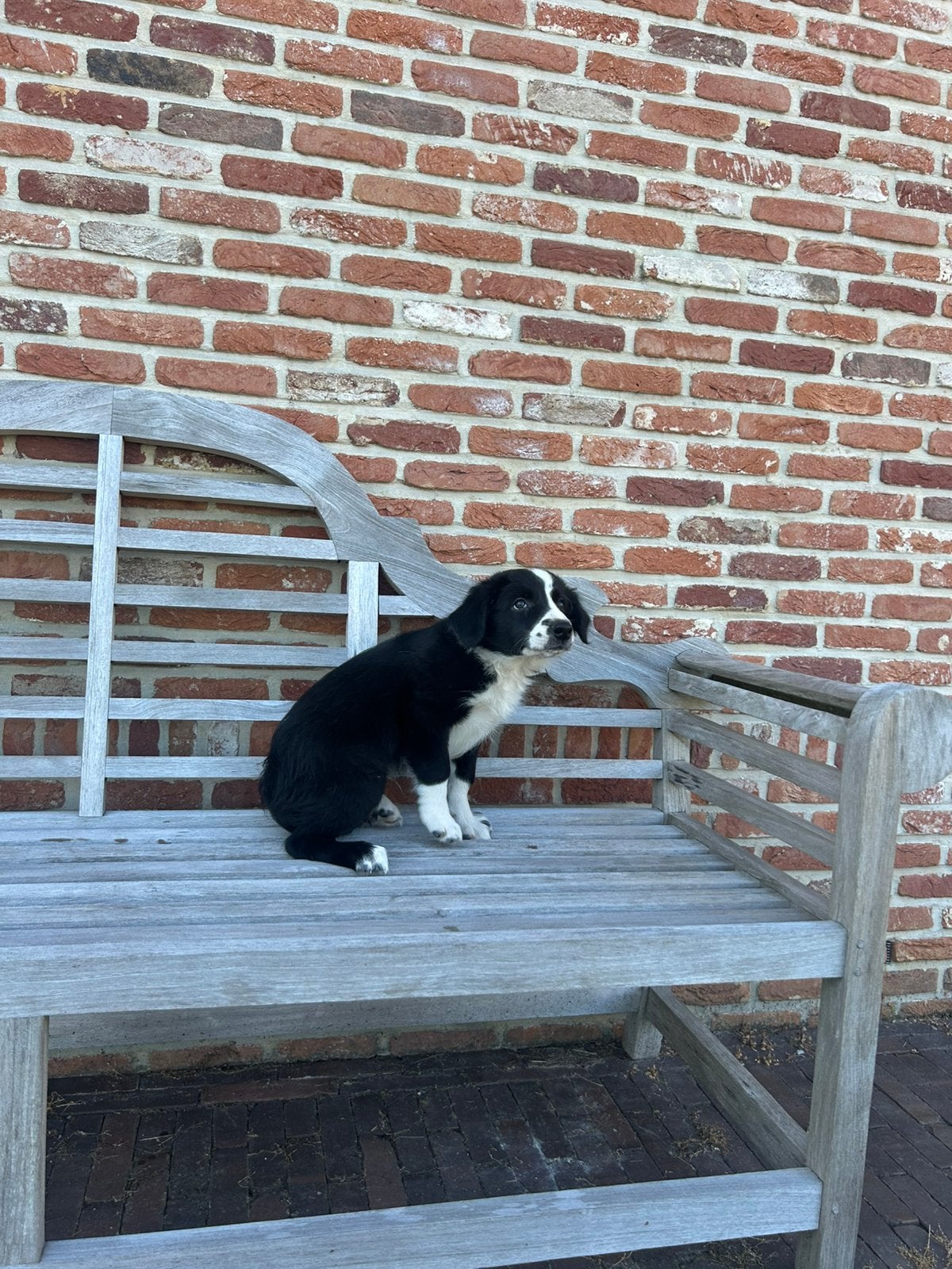 Super mooie border collie pups!, België, Fokker | Hobbymatig, Reu, 8 tot 15 weken