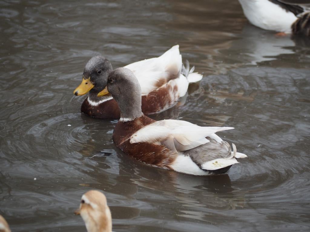 Hollandse kwakers, Dieren en Toebehoren, Meerdere dieren, Eend