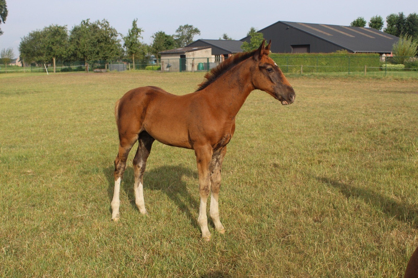 Hengstveulen van Toèmme de Regor, Animaux & Accessoires, Chevaux, Étalon, 0 à 2 ans, Cheval de saut, Avec pedigree, Avec puce électronique