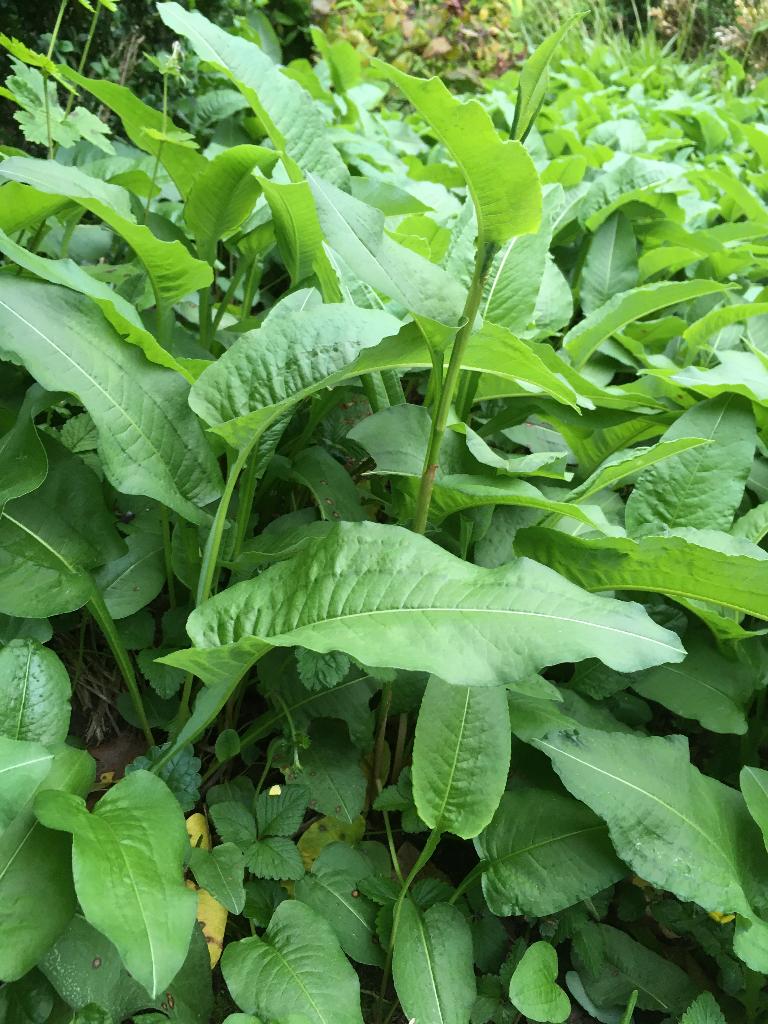 Persicaria, Tuin en Terras, Planten | Tuinplanten, Ophalen, Bodembedekkers, Vaste plant, Halfschaduw