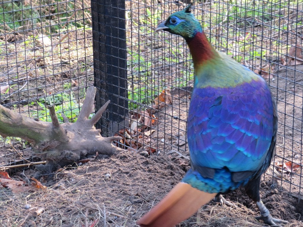 fazanten, glansfazant, temming, pauwfazant, Dieren en Toebehoren, Meerdere dieren, Overige soorten