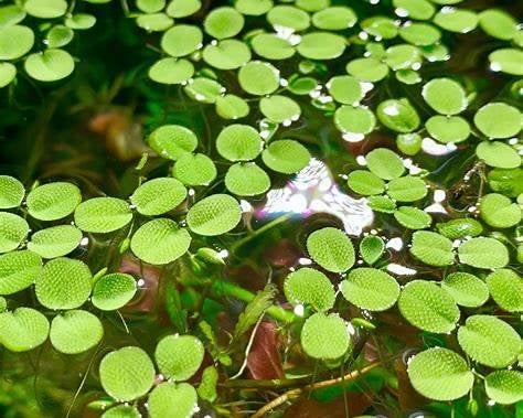 Salvinia Minima — Des plantes flottantes saines, Animaux & Accessoires, Poissons | Aquariums & Accessoires, Neuf, Plante(s), Pierre ou Bois