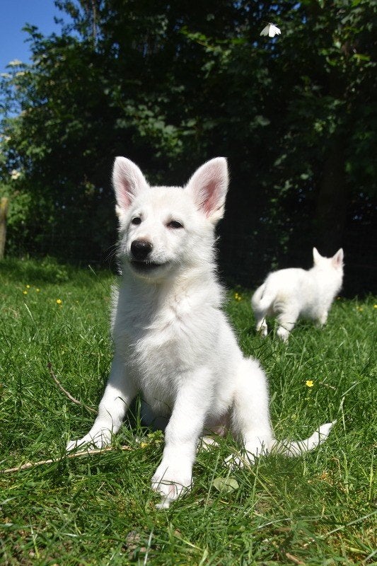 Zwitserse Witte Herder pups, Dieren en Toebehoren, Parvo, België, 8 tot 15 weken, Meerdere