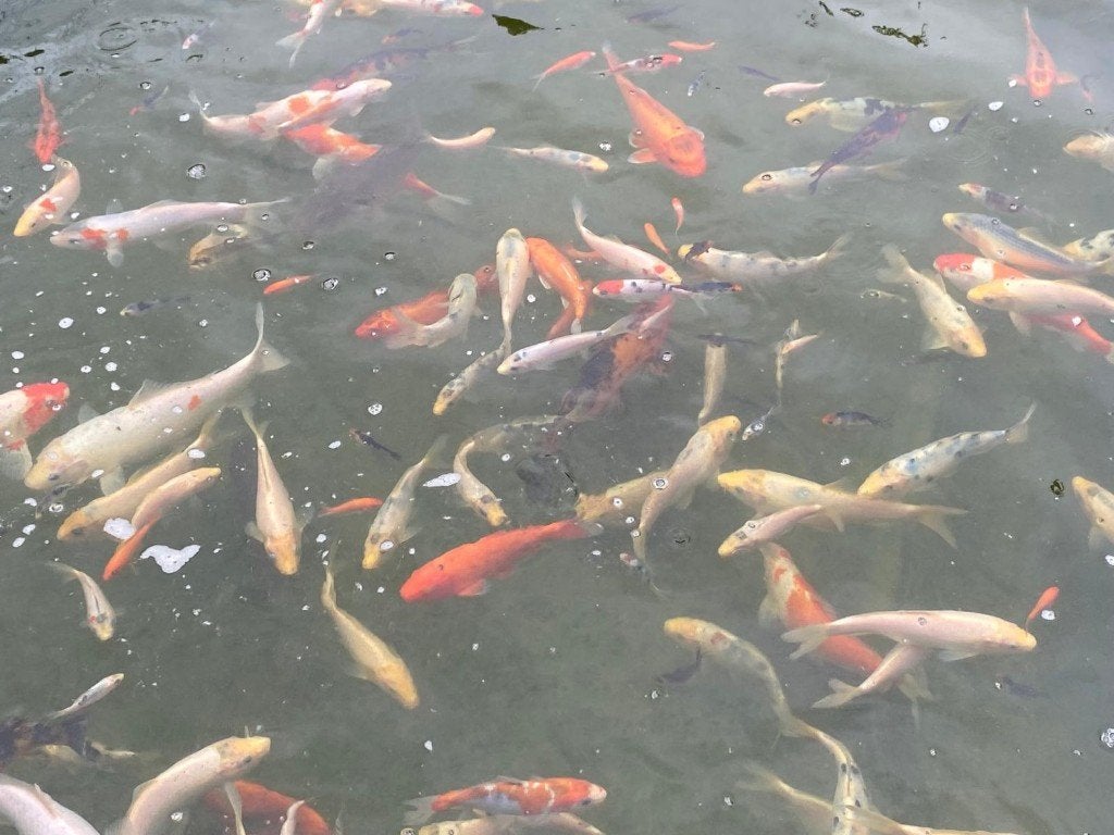 Prachtige koi's verschillende formaten, Dieren en Toebehoren, Vissen | Vijvervissen, Karper of Koi