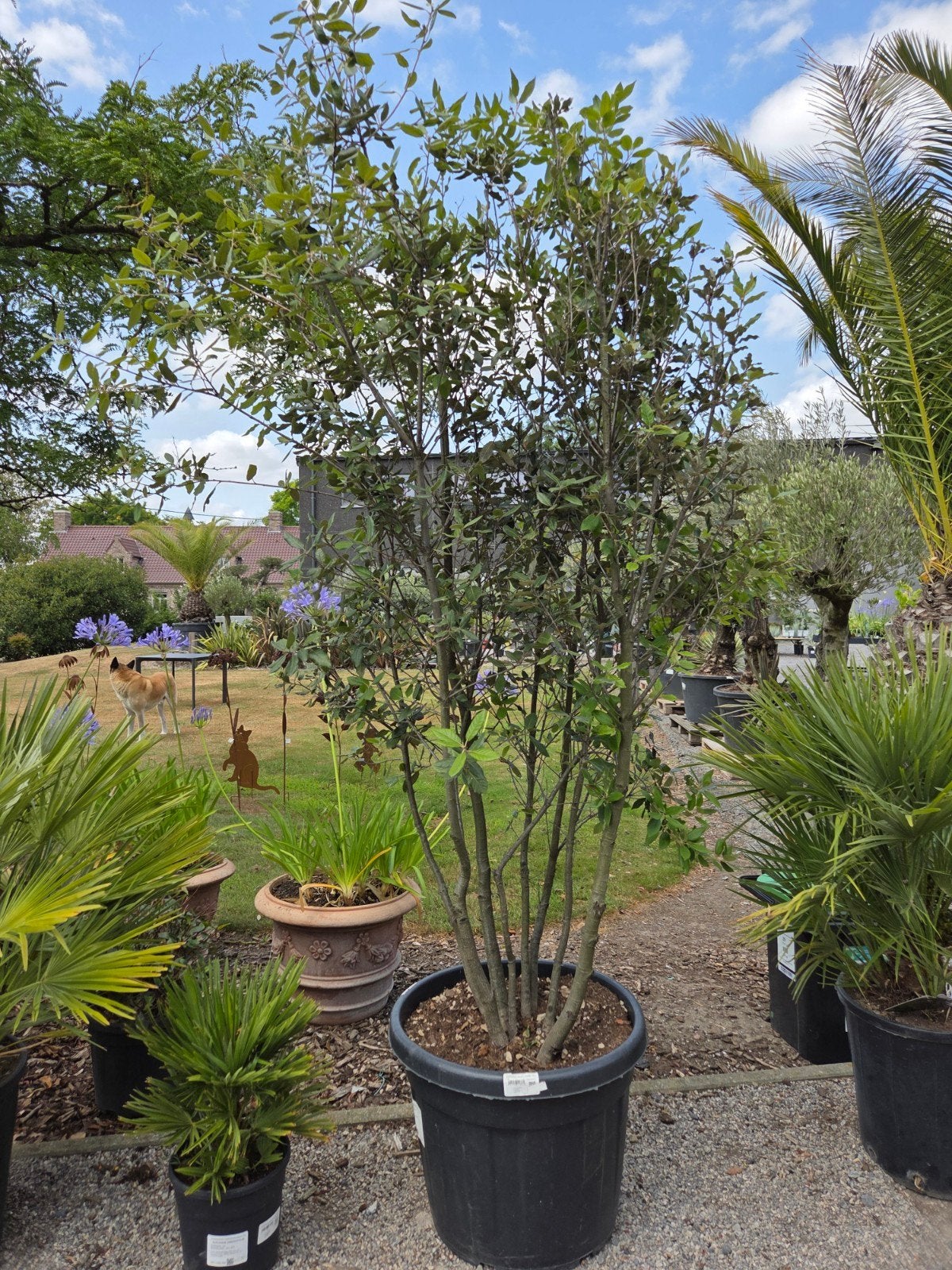 Quercus ilex meerstam - steeneik, Ophalen