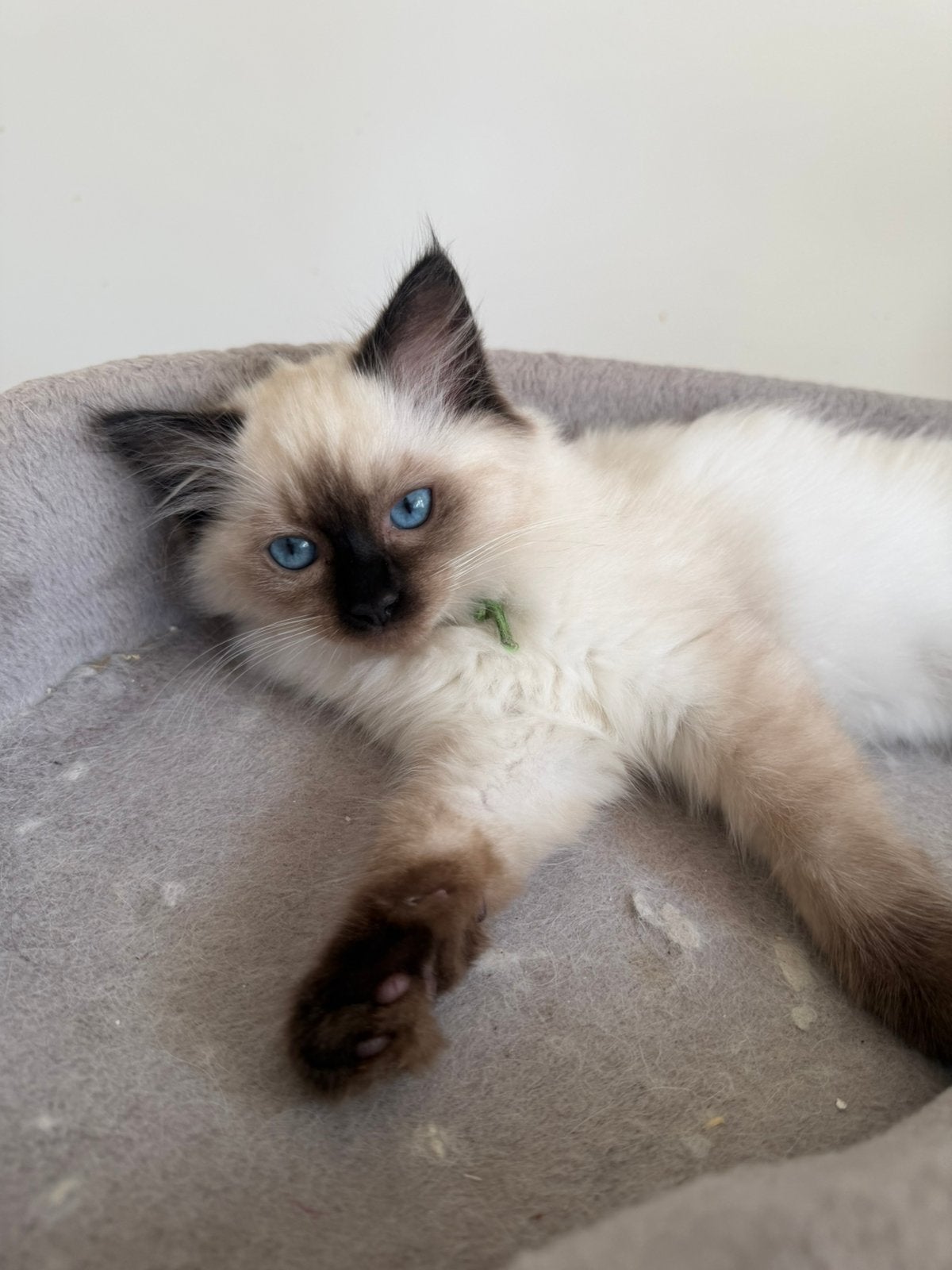 Prachtige lieve seal point kitten beschikbaar, Dieren en Toebehoren, Meerdere dieren, Gechipt, 0 tot 2 jaar