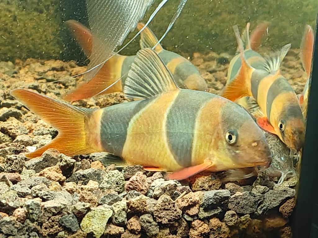 Clownbotia's, maanvissen, gourami & Grondkruisers zie beschr