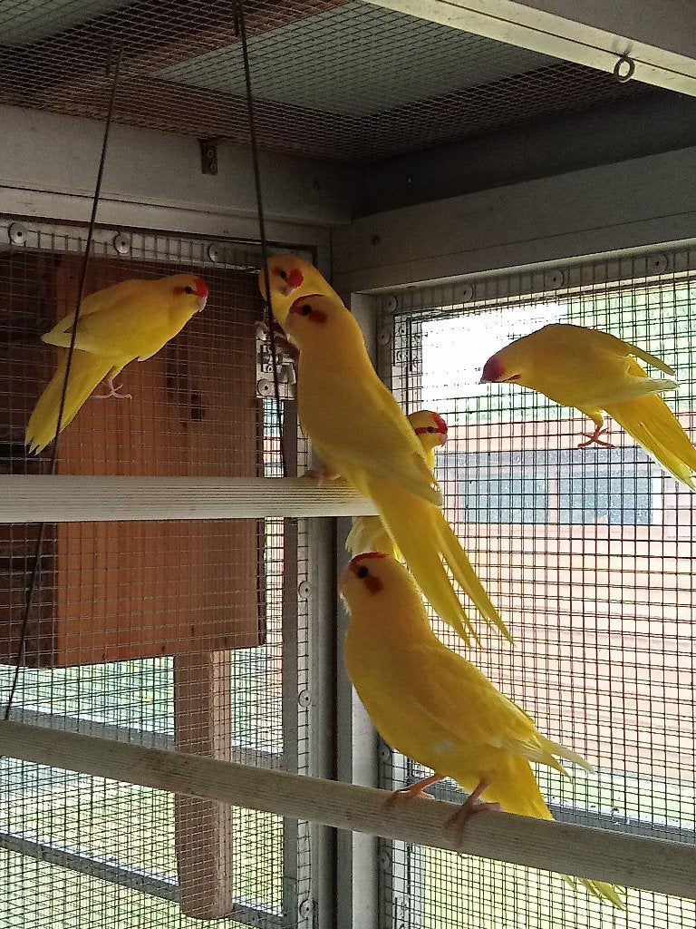 Kakariki's, Animaux & Accessoires