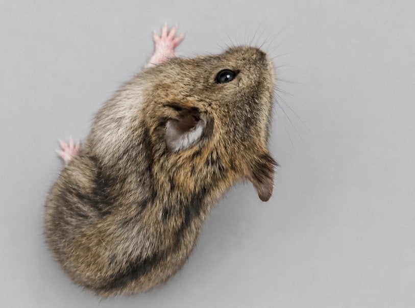 hamsters nains, Hamster, Domestique, Plusieurs animaux, Juillet