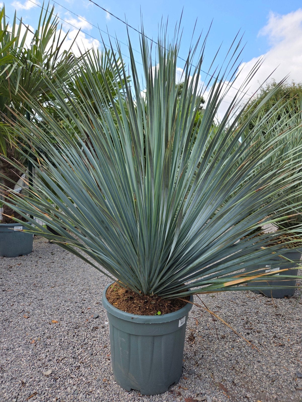Yucca Rostrata - Palmlelie, Enlèvement