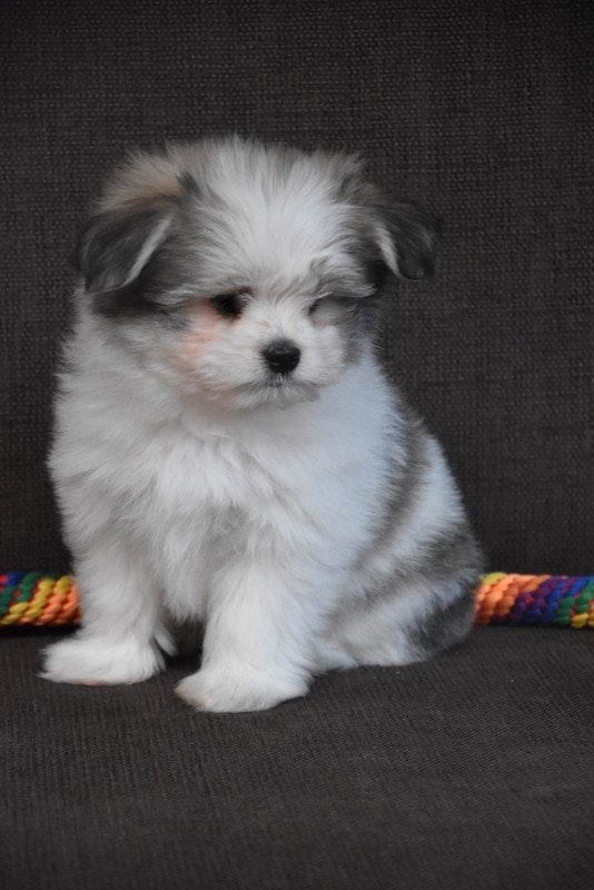 Maltipom pupjes, Parvo, België, 8 tot 15 weken, Meerdere