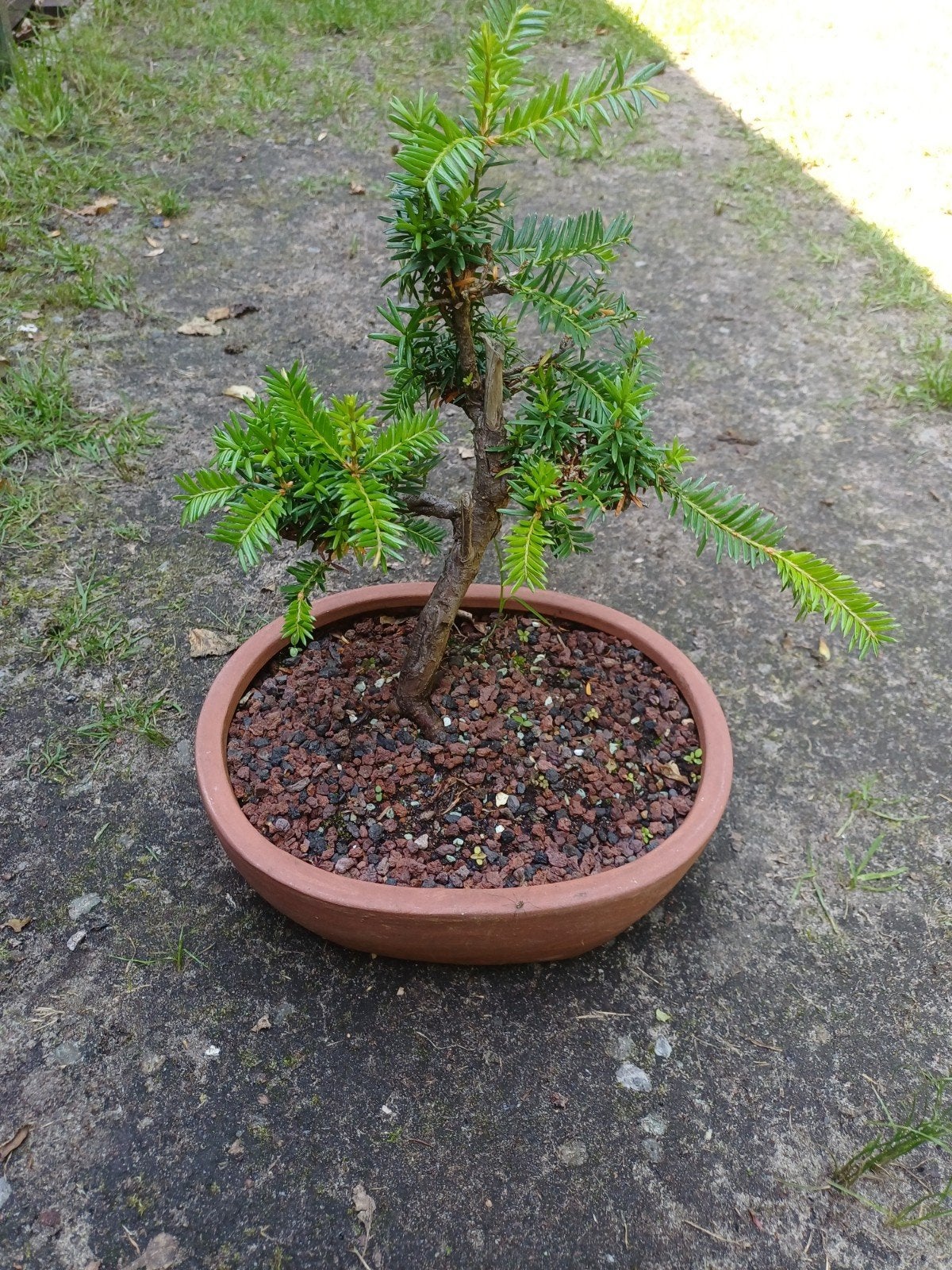 1 taxus, Tuin en Terras, Planten | Bomen, Ophalen
