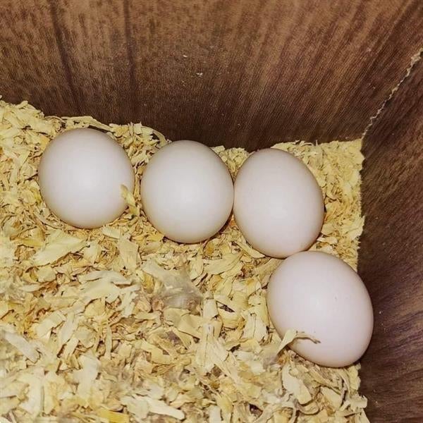 Papegaai broedeieren of groot parkieten gezocht, Dieren en Toebehoren