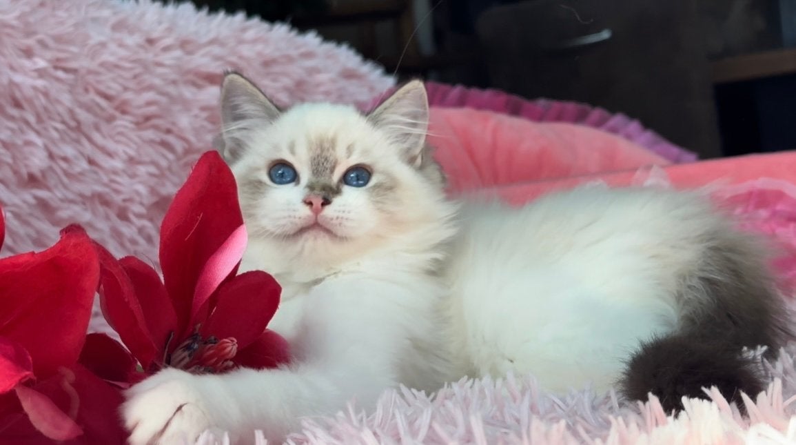 Seal Lynx Ragdoll poes met diepblauwe ogen ,super lief ️, Chatte ou Chat, Avec puce électronique, 0 à 2 ans