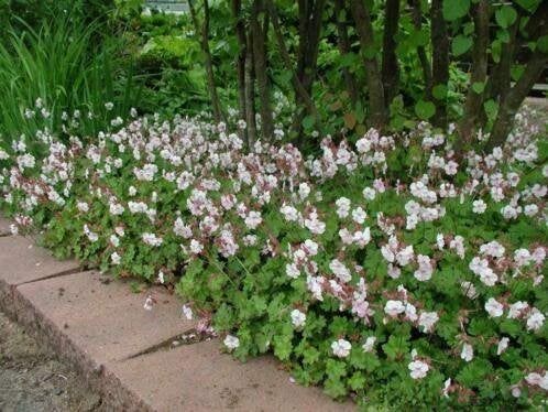 Geranium cantabrigiense ‘Biokovo’, Tuin en Terras, Planten | Tuinplanten, Ophalen, Vaste plant, Bodembedekkers