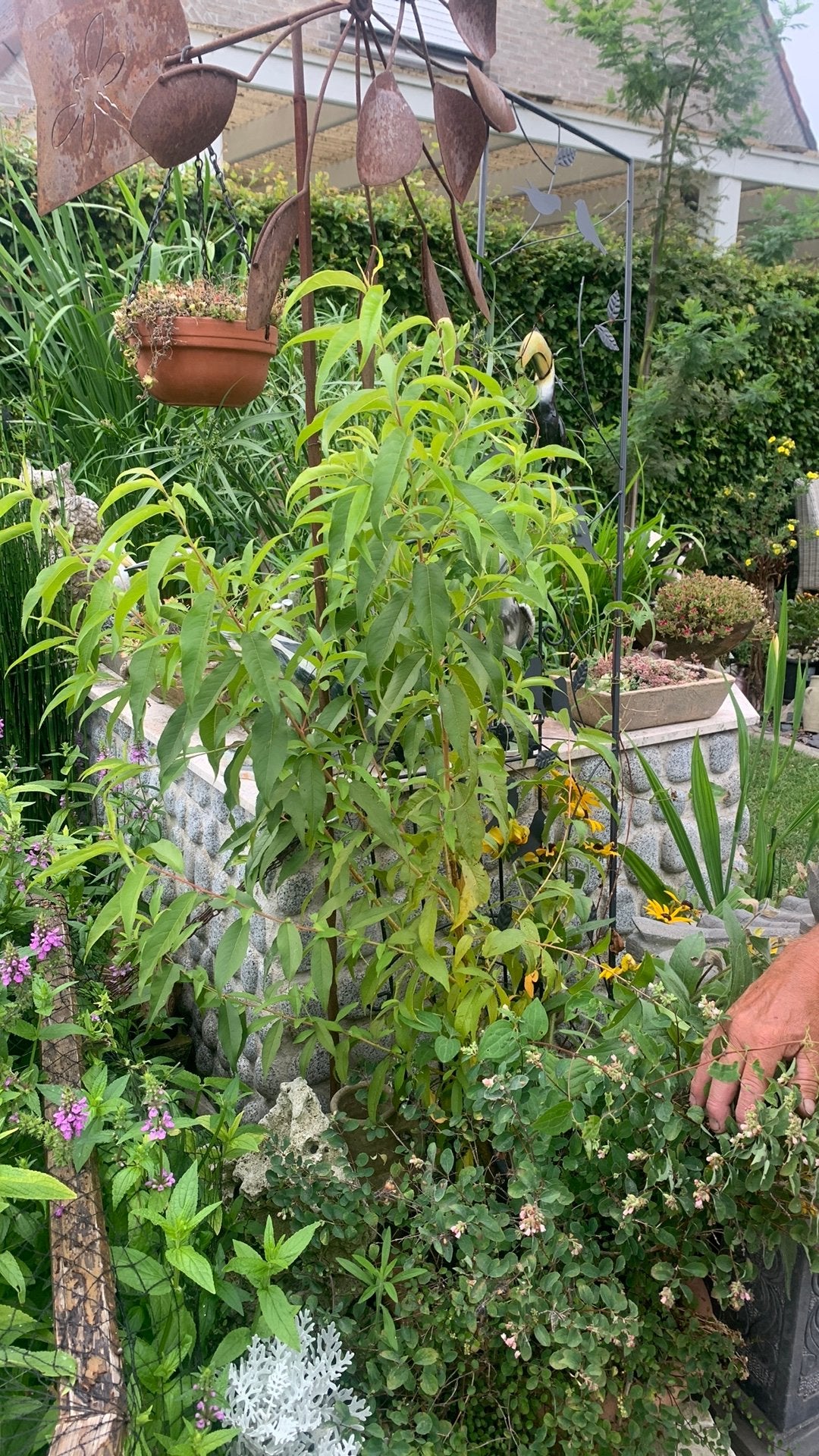 Amandelboom, Tuin en Terras, Planten | Bomen, Ophalen