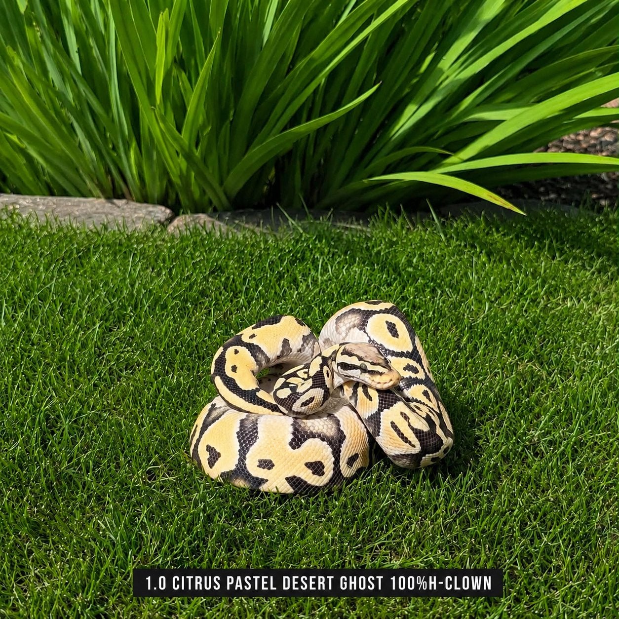 PYTHON REGIUS - DESERT GHOST Ball Python - male for sale from T-R-E