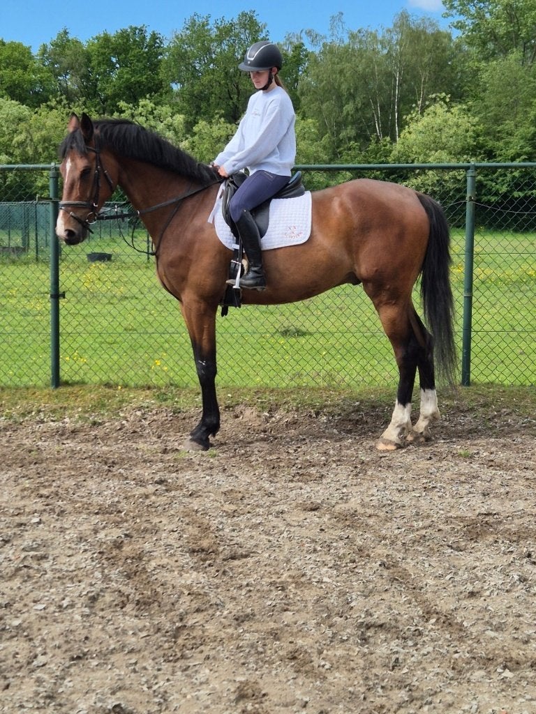 PAARD TE KOOP, Dieren en Toebehoren, 175 cm of meer, Met stamboom, Ruin, L