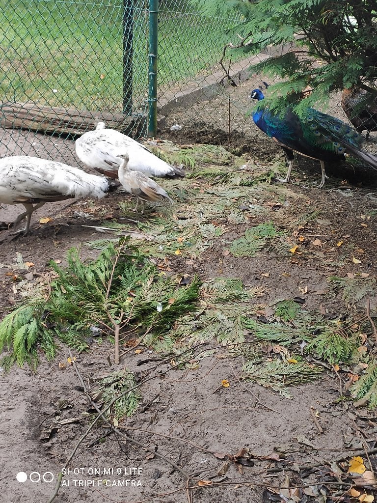 zwartvleugel pauw, Animaux & Accessoires