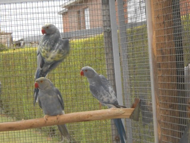 halsbandparkieten res bont, Meerdere dieren, Parkiet, Geringd