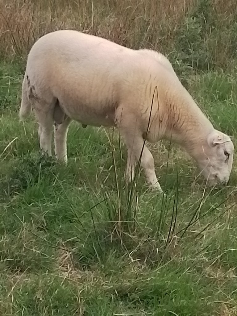 Bélier EASYCARE, Dieren en Toebehoren, Mannelijk, Schaap, 0 tot 2 jaar