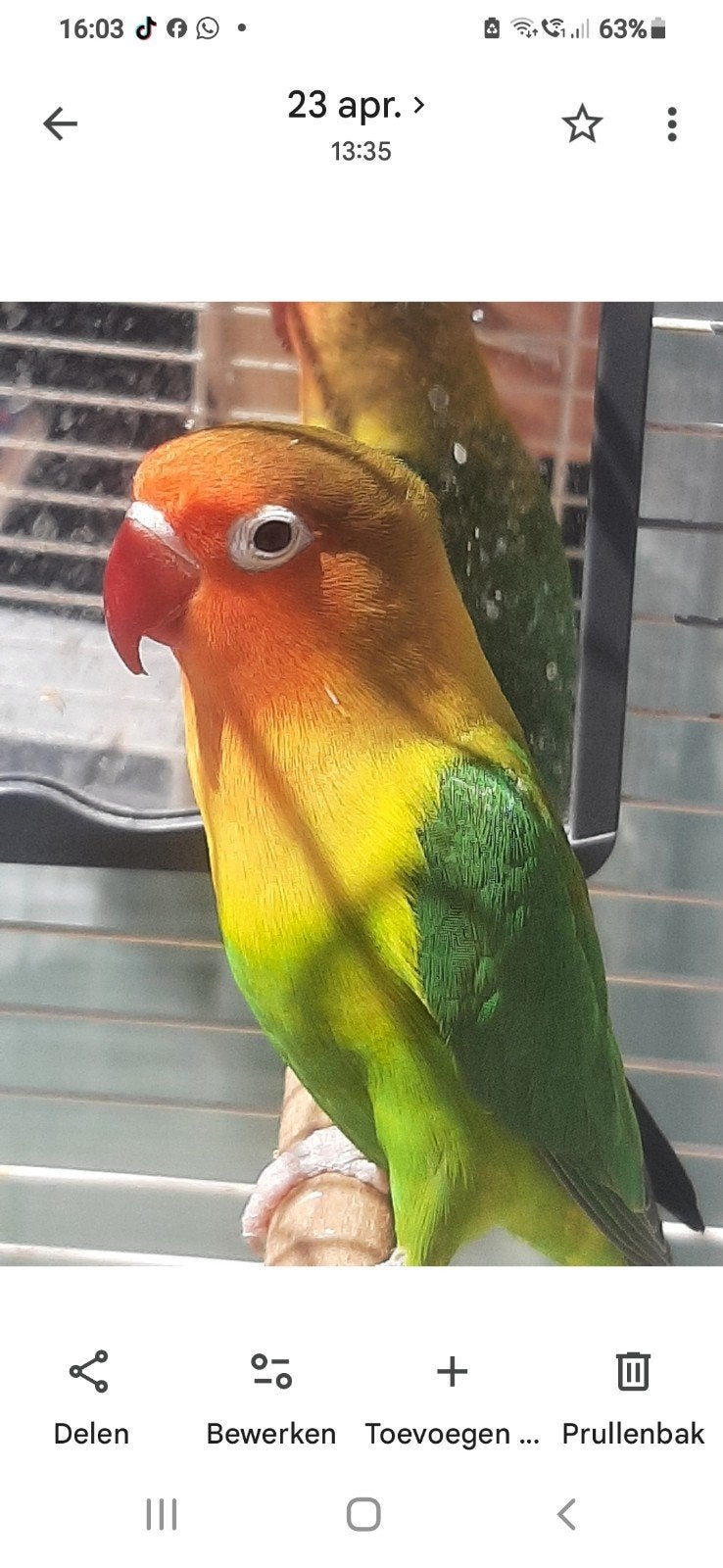 Gezocht Agapornis fischeri pop, Animaux & Accessoires