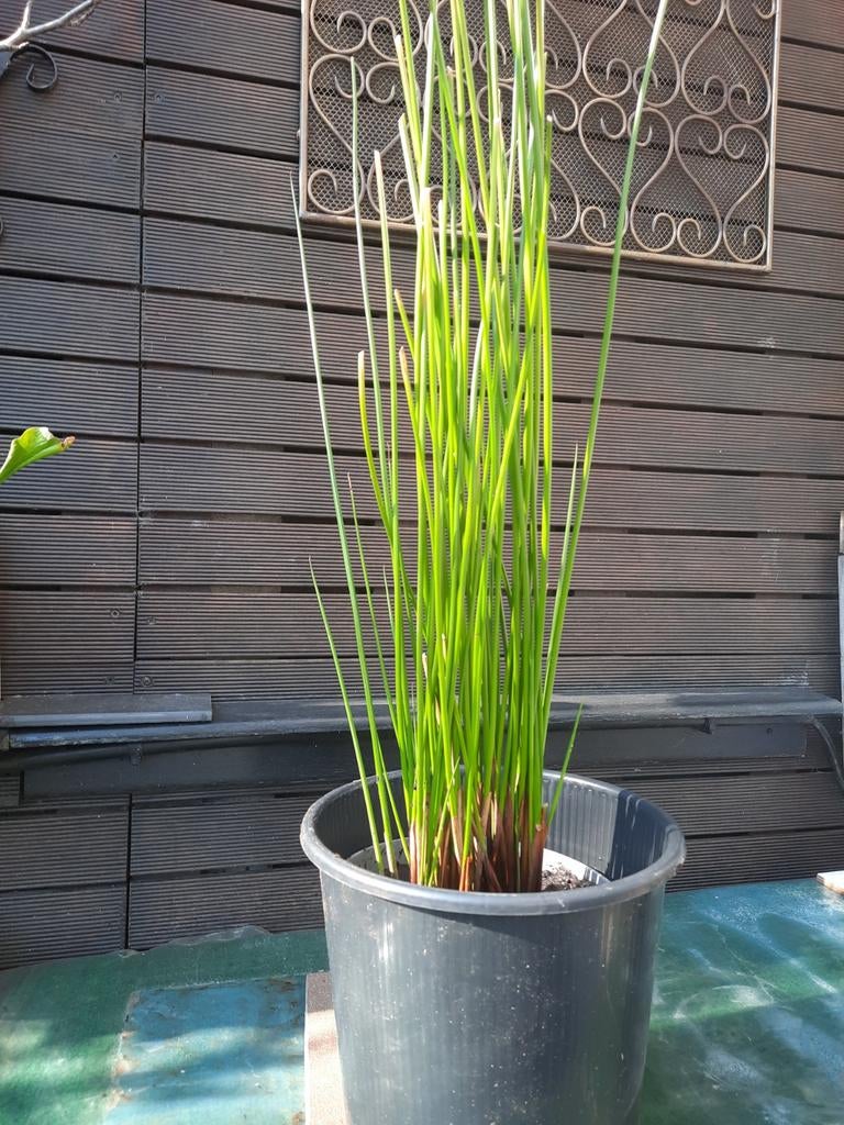 Vijverplant waterkastanje genoemd buisvormige stengels blijf, Tuin en Terras, Planten | Tuinplanten, Ophalen, Winter