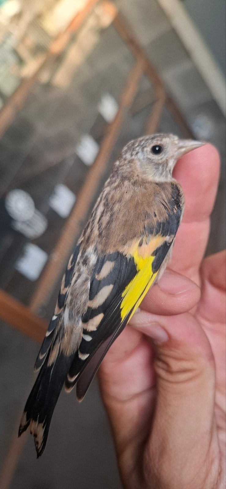 jeune parva, Dieren en Toebehoren, Geringd