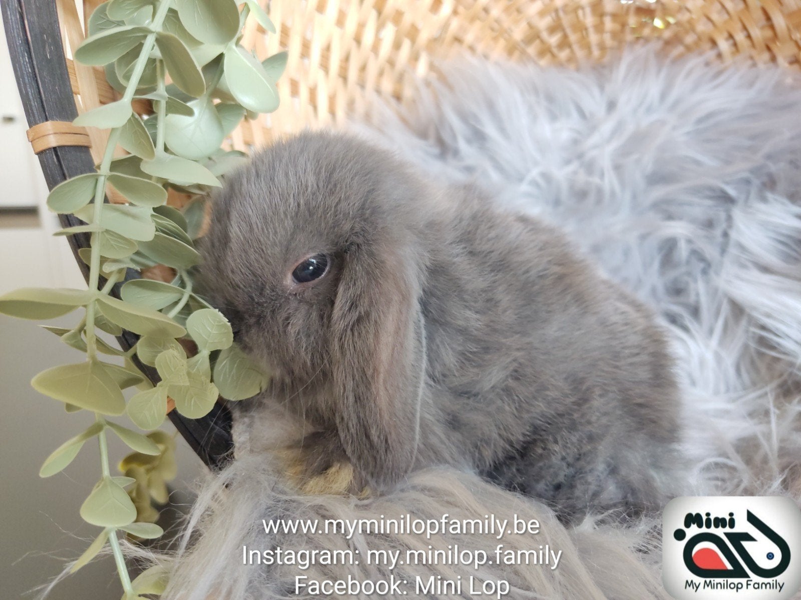 Minilop de race pure, lapin, bélier (transport possible), Animaux & Accessoires, Lapins, Mâle, Nain, Oreilles tombantes, 0 à 2 ans