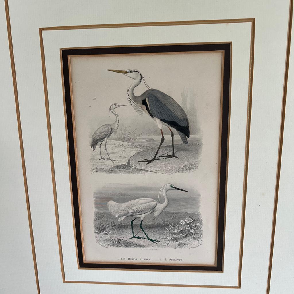 Antique Print 1853  ingekleurd Ooievaar, Ophalen of Verzenden