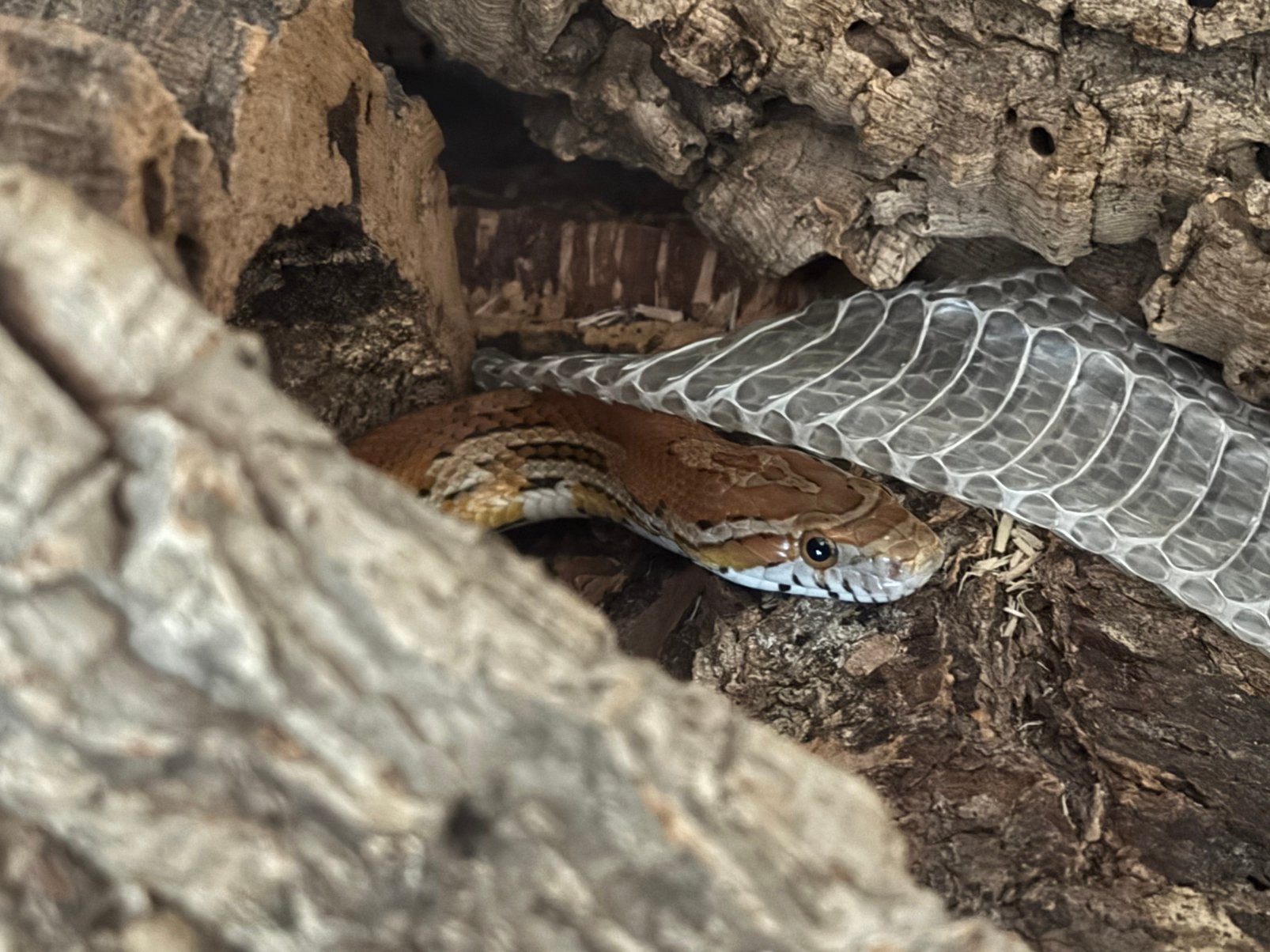 Serpent des blés et Terrarium, Animaux & Accessoires, Reptiles & Amphibiens | Accessoires, Enlèvement
