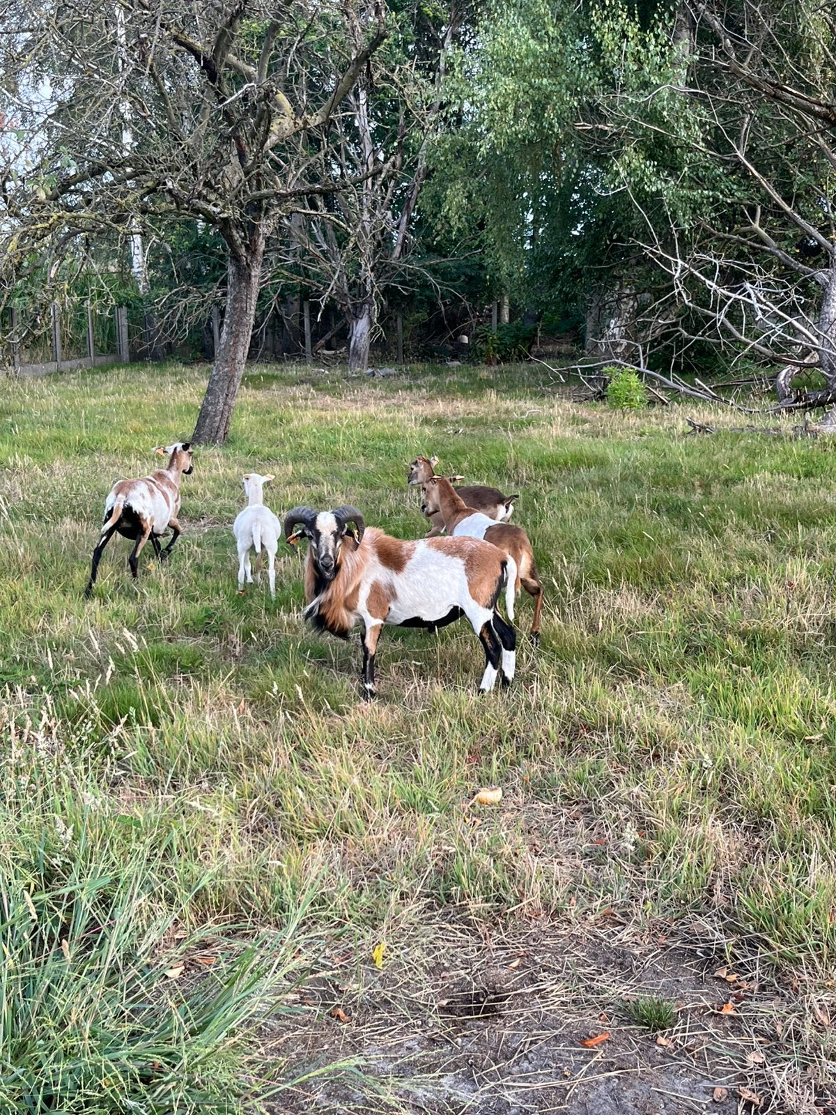 Kameroen schapen