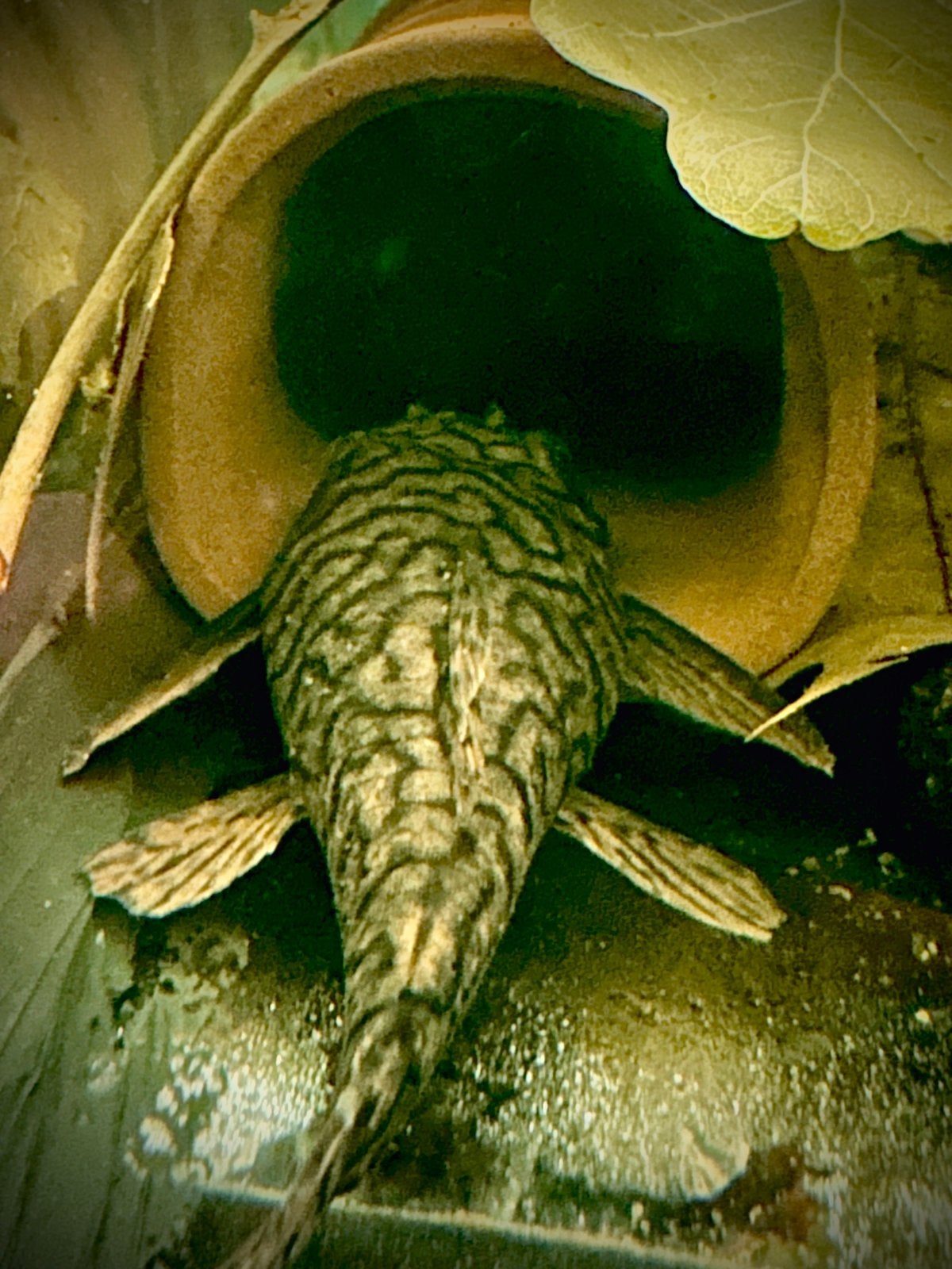 L089 HoneyComb Pleco Wild Female, Animaux & Accessoires, Poisson, Poisson d'eau douce