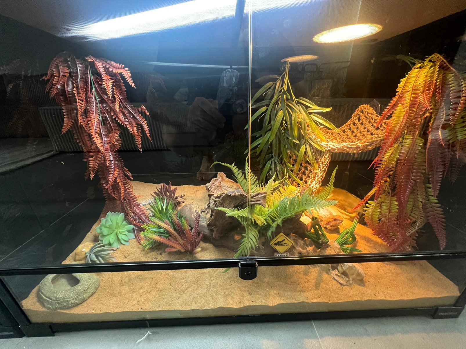 Baardagaam rex, Met terrarium, 0 tot 2 jaar