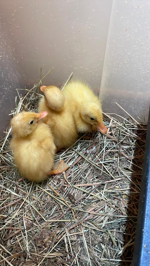 2 loopeenden kuikens, Dieren en Toebehoren, Pluimvee, Meerdere dieren, Eend