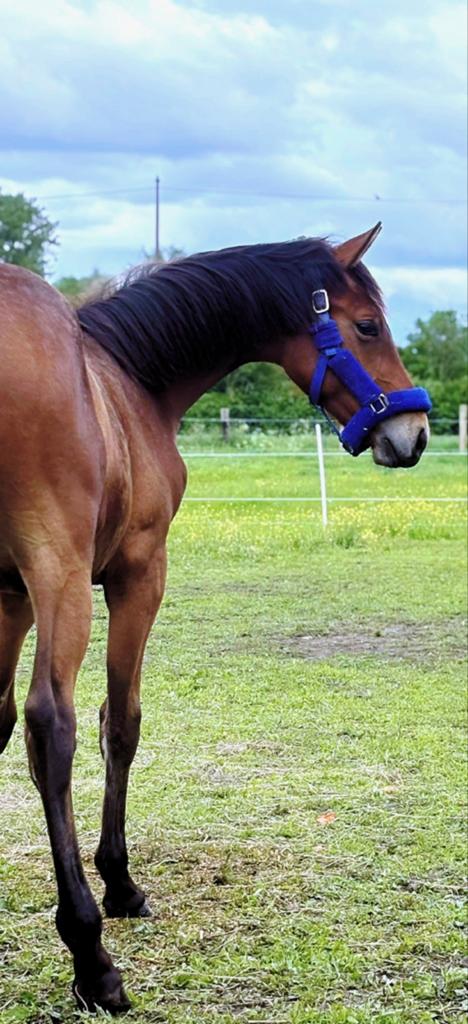 Poulain mâle selle français, Animaux & Accessoires