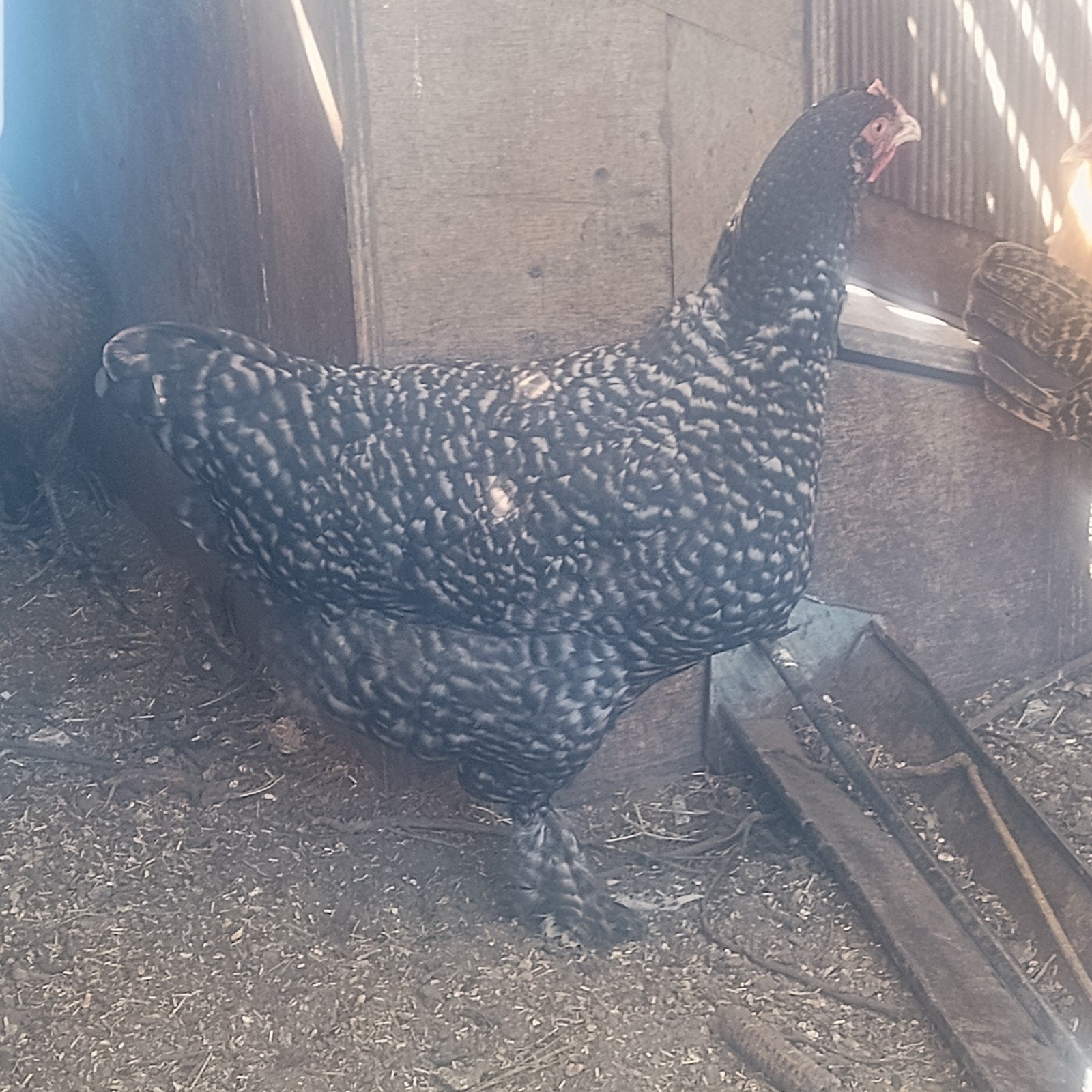 Mechelse koekoek hen, Dieren en Toebehoren, Pluimvee