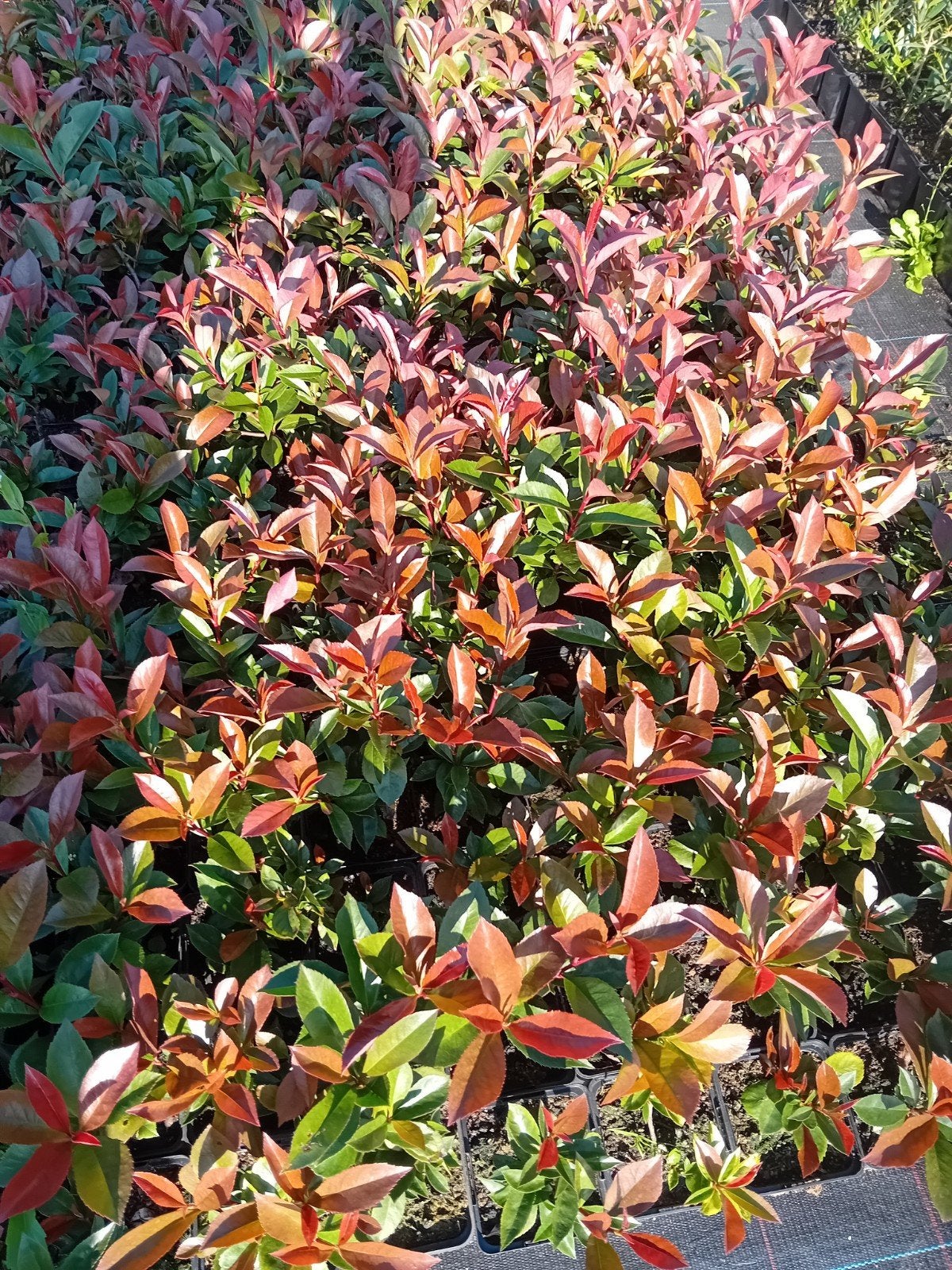 Photinia Red Robin, Ophalen