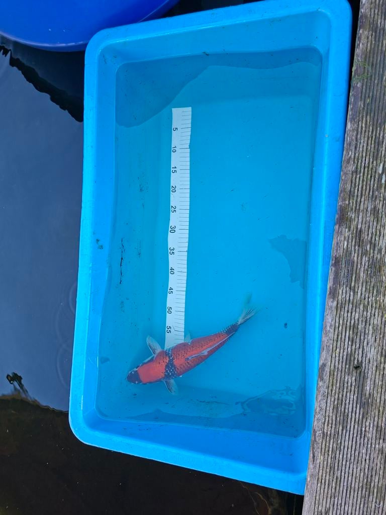 Japanse koi 2 staps goshiki, Dieren en Toebehoren, Karper of Koi