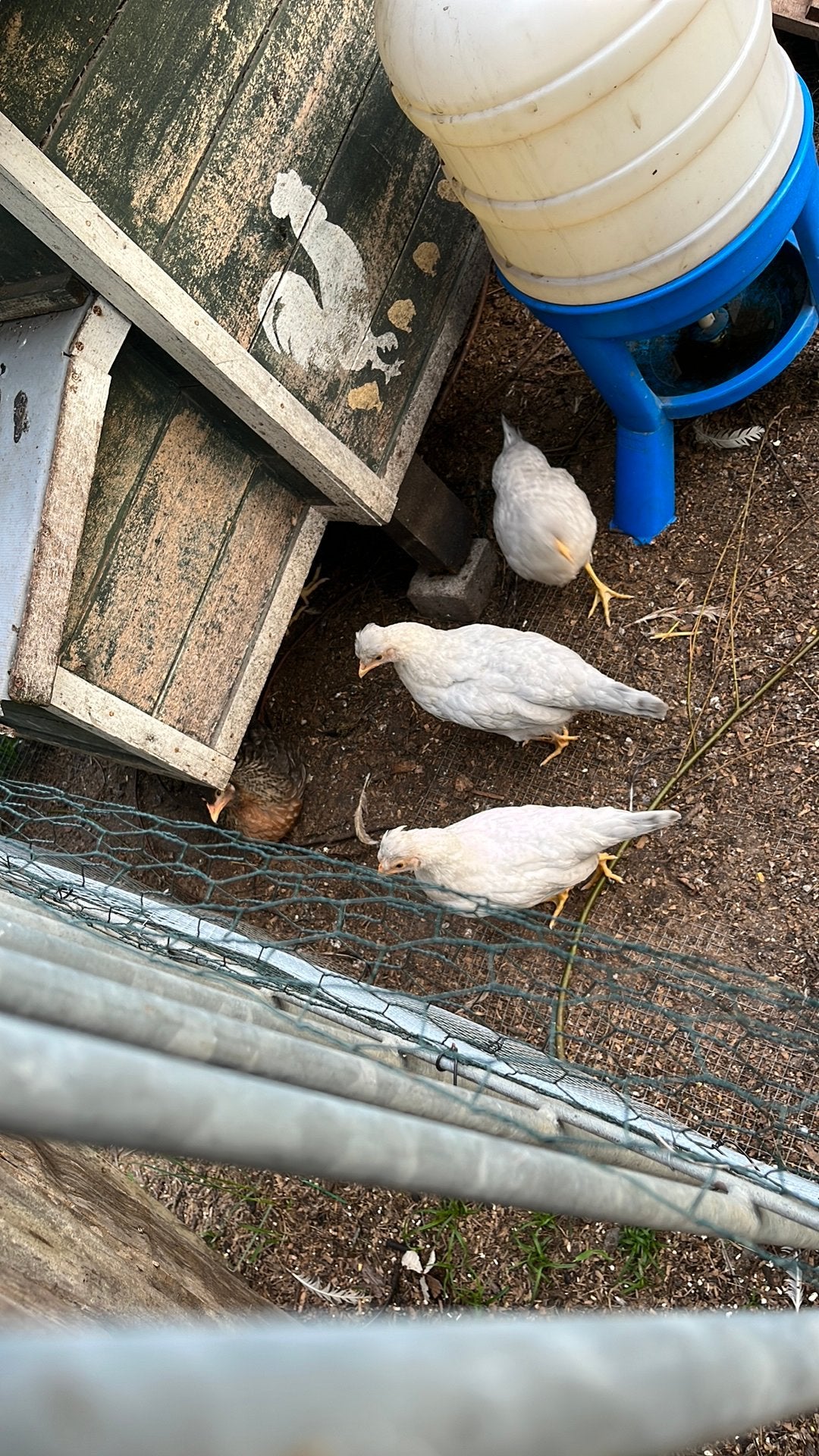 Opal legbar jonge hennen, Dieren en Toebehoren
