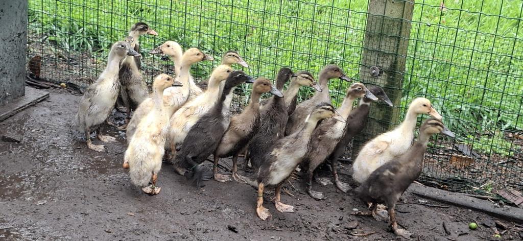 Canards qui courent indiens, Animaux & Accessoires
