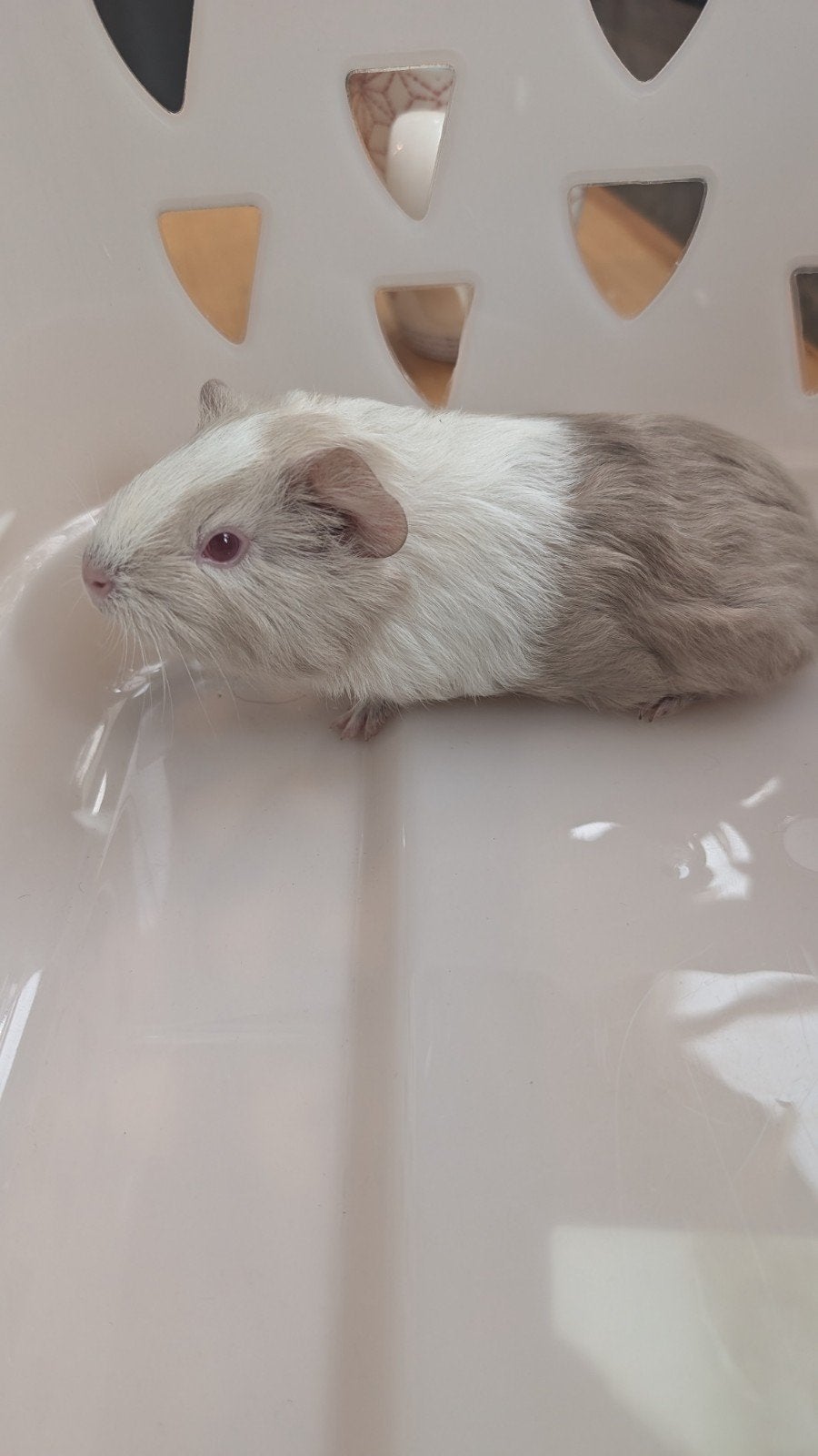Cobaye beige et blanc., Animaux & Accessoires, Rongeurs, Mâle, Cobaye, Mai, Domestique